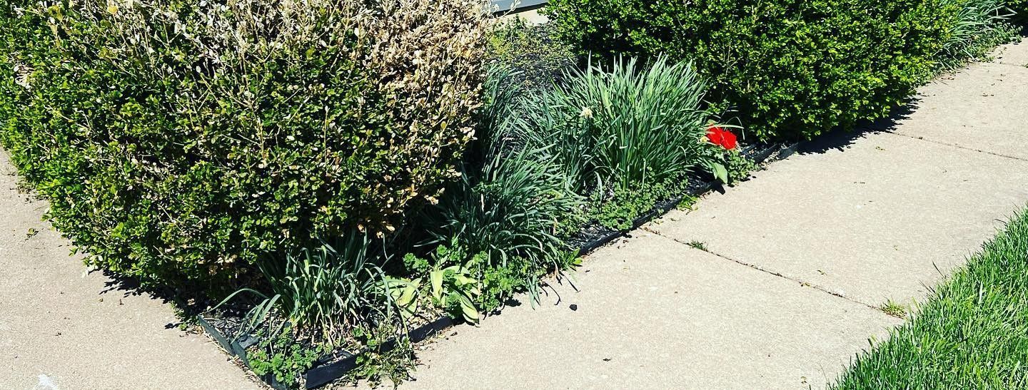 A sidewalk with grass and bushes on the side of it