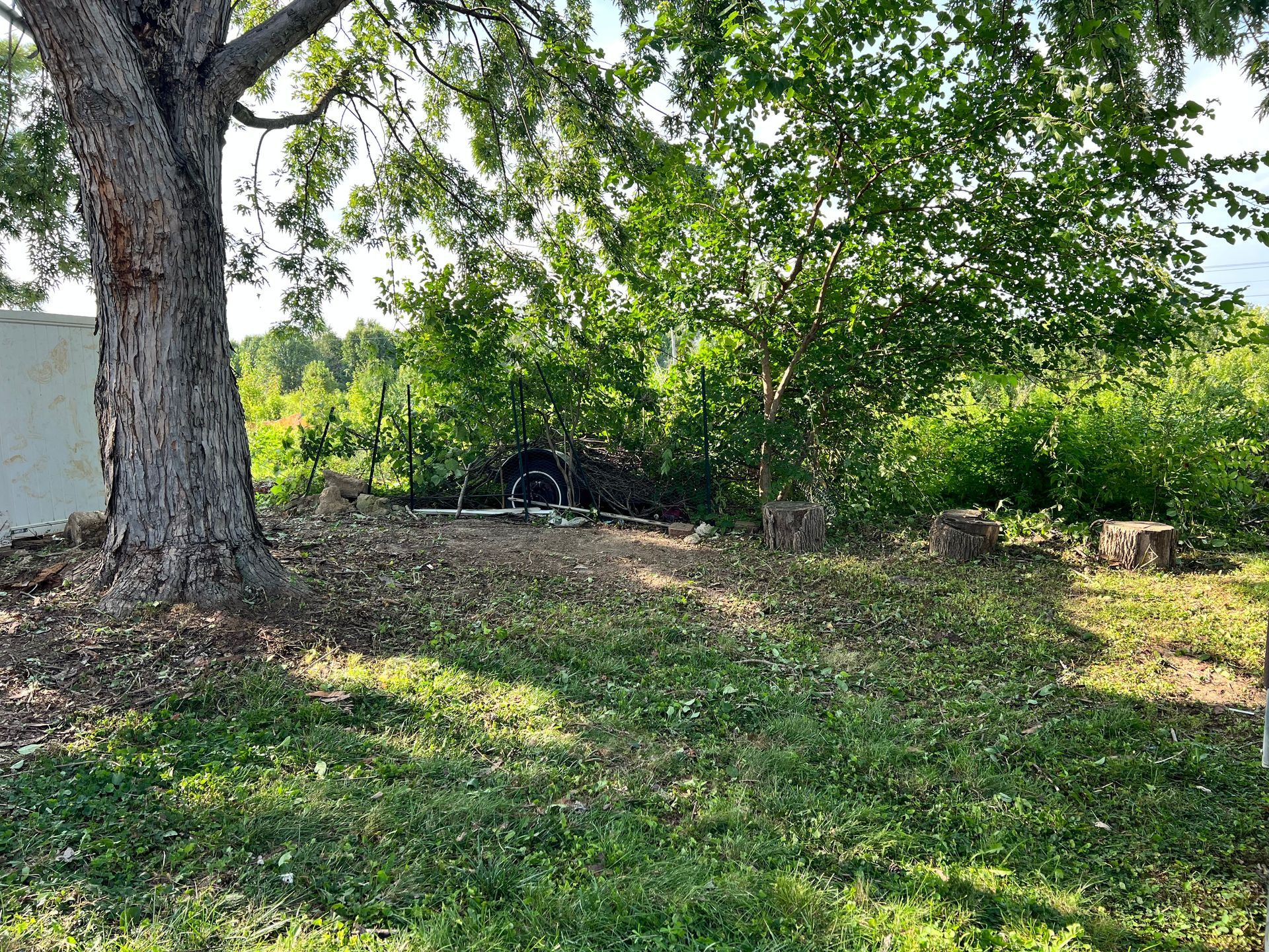 A large tree is sitting in the middle of a lush green field.
