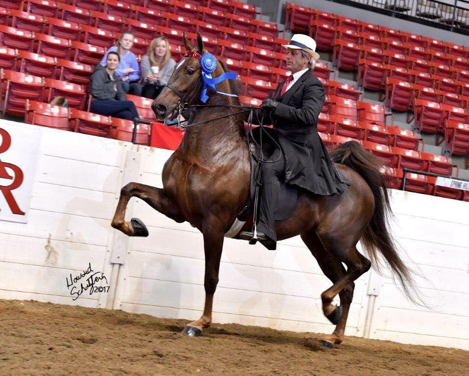 ASB Horses for Sale in North Carolina • West Wind Stables • Statesville NC