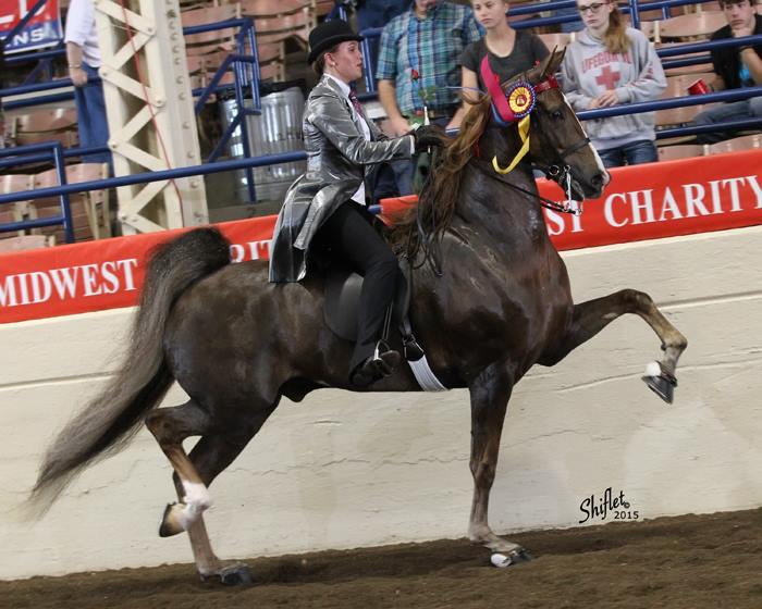 ASB Horses for Sale in North Carolina • West Wind Stables • Statesville NC