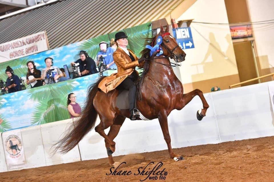 photo of woman riding an American Saddlebred horse at a horse show