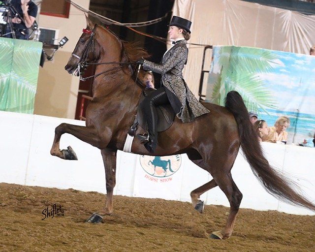 photo of a woman in English saddle seat attire riding an American Saddlebred horse at a horse show