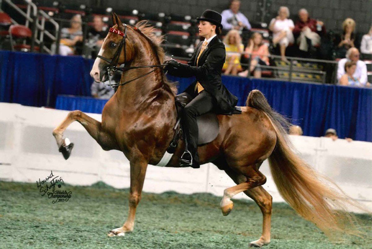 photo of West Wind trainer Camille Cowart riding an American Saddlebred horse named Callaway's Born To Ride at the World's Championship Horse Show in Louisville, KY