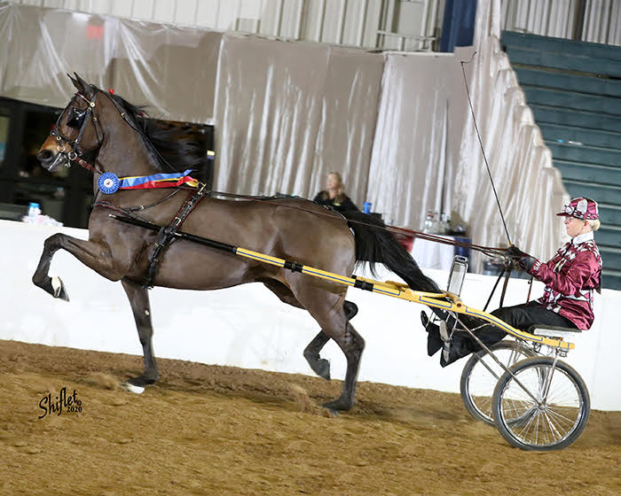 photo of a Hackney roadster pony being driven at a horse show