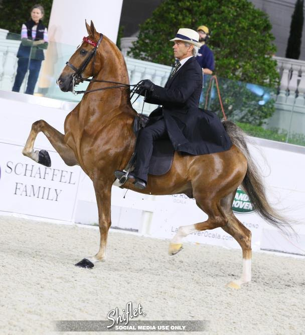 photo of West Wind trainer Peter Cowart riding American Saddlebred horse, WC Hallelujah Moment