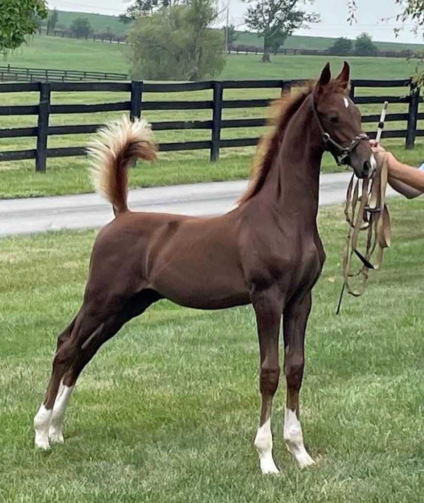 photo of young American Saddlebred, Look Of Eagles, parked out in-hand, in pasture