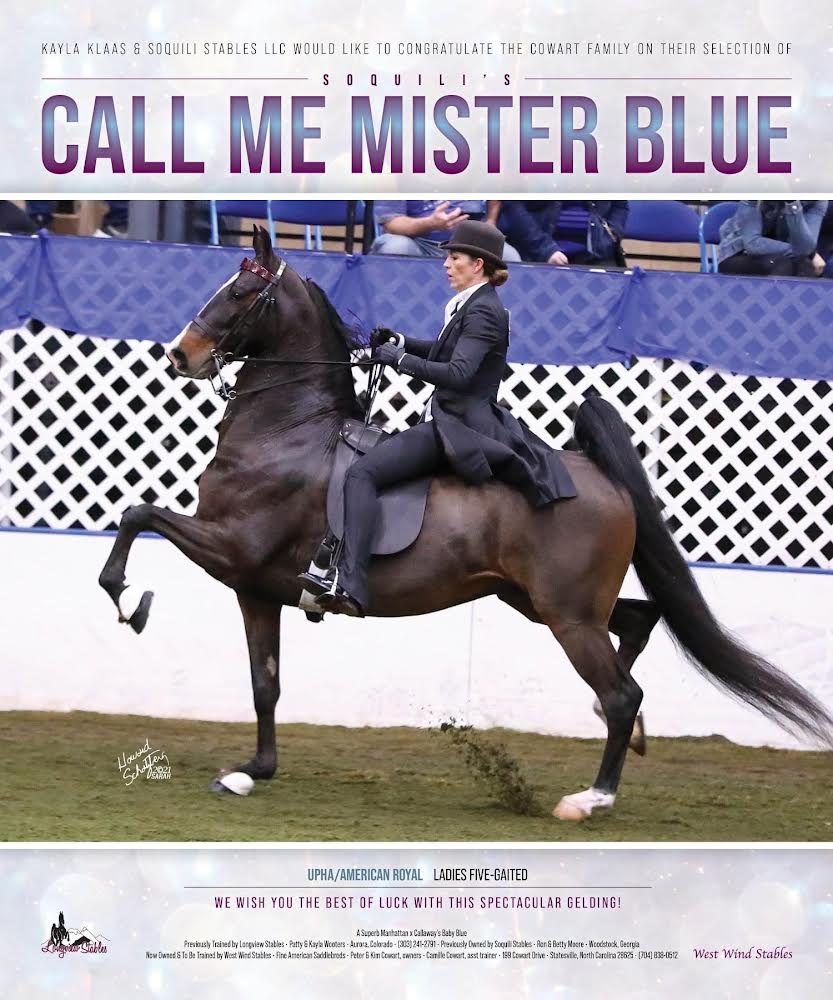 photo of American Saddlebred horse, Soquili's Call Me Mister blue, in show ring