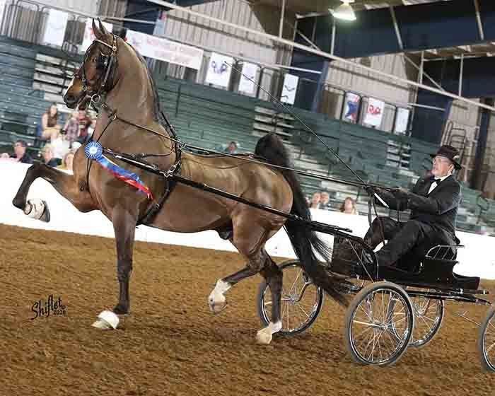 photo of man driving an American Saddlebred fine harness horse at a horse show