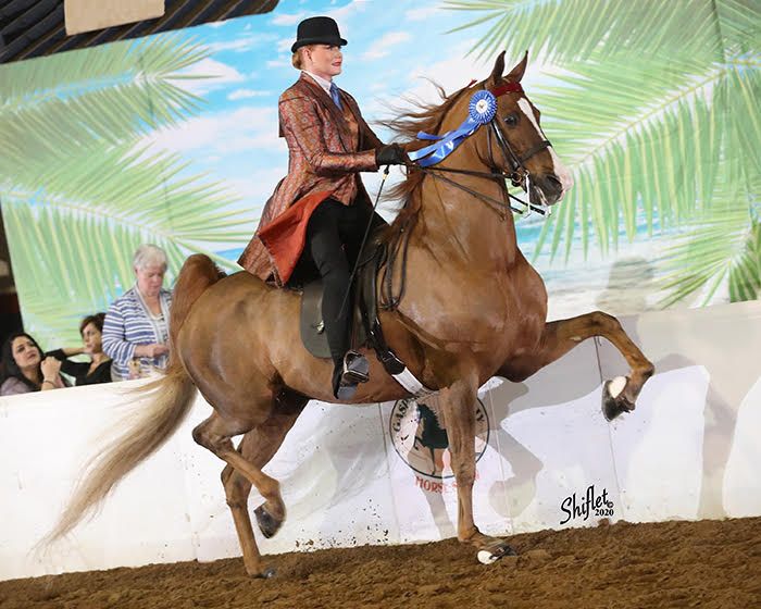 photo of a woman in English saddle seat attire riding a five-gaited American Saddlebred horse at a horse show