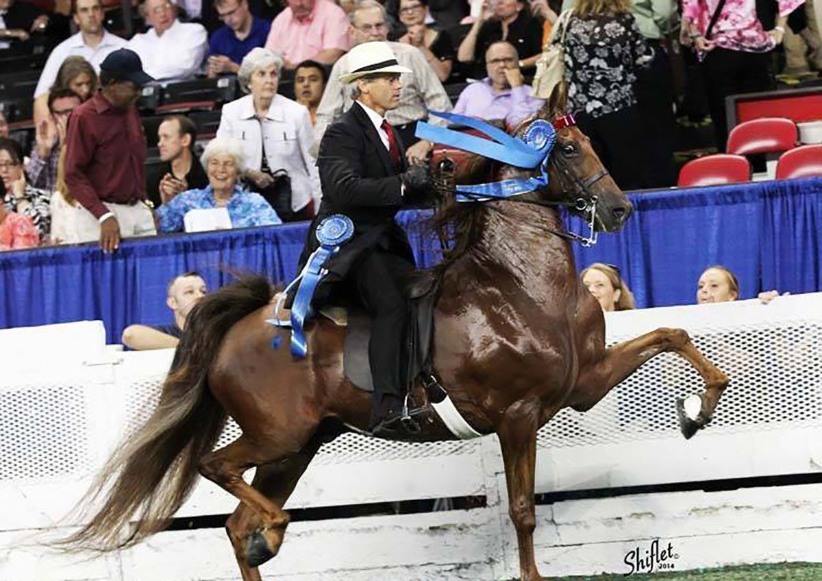 photo of West Wind trainer Peter Cowart riding an American Saddlebred horse named The Daily Lottery at the World's Championship Horse Show in Louisville, KY