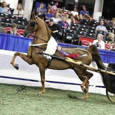 photo of American Saddlebred horse, Attache's Chocolate Thunder, being driven in victory pass at World's Championship Horse Show