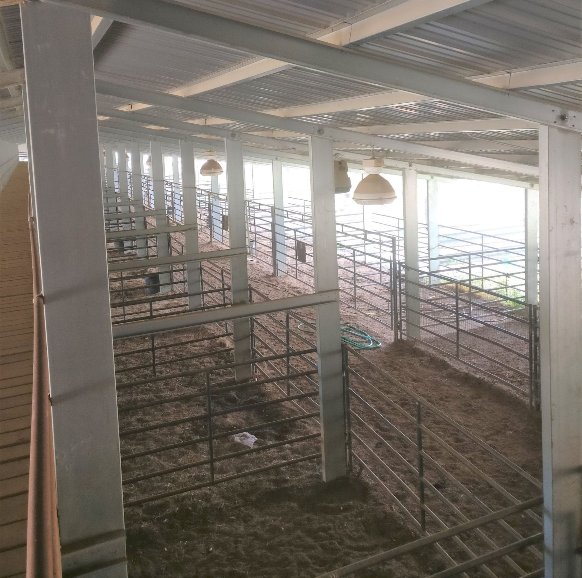 Inside a barn with metal stalls and a corrugated roof.
