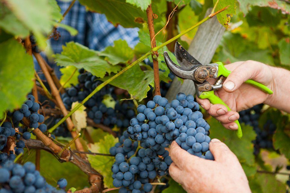 vendemmia