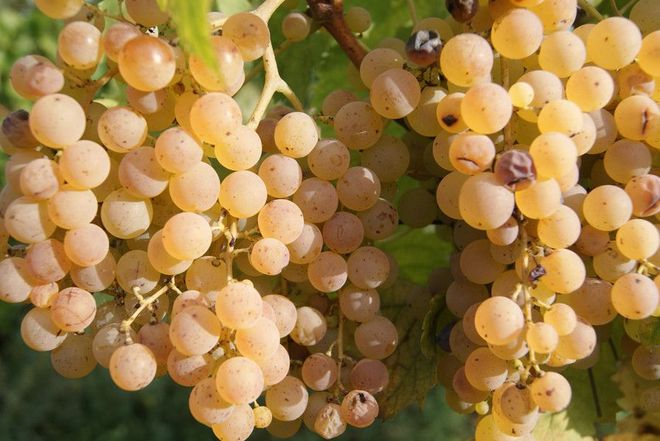 white grapes for winemaking