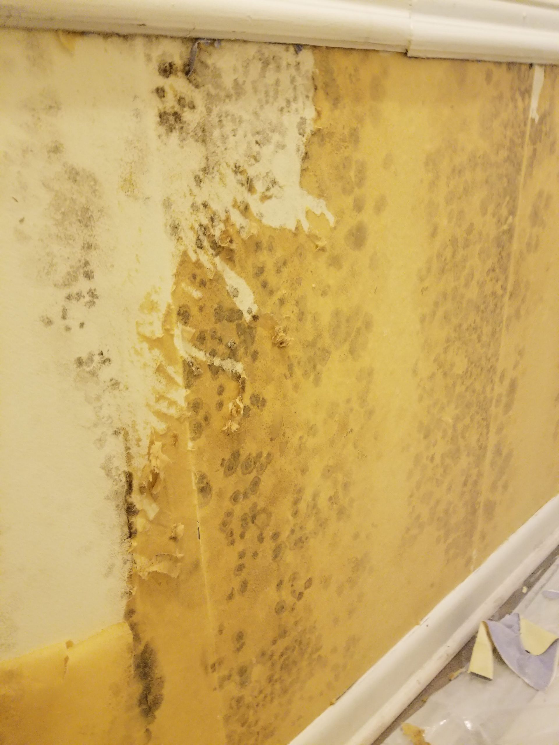 A close up of a wall with mold growing on it.