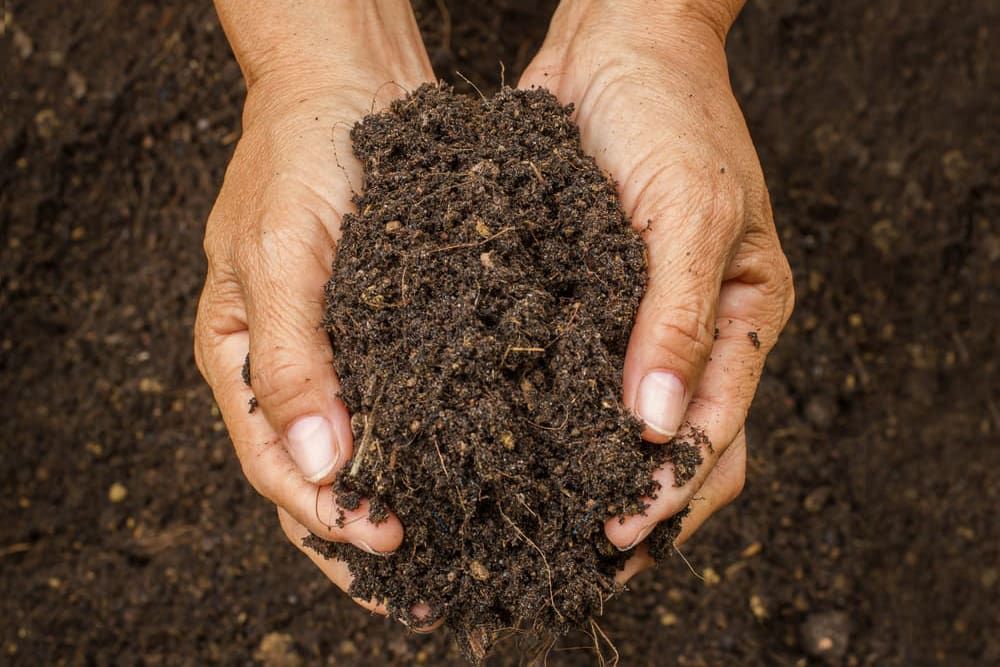 A person is holding a pile of dirt in their hands.