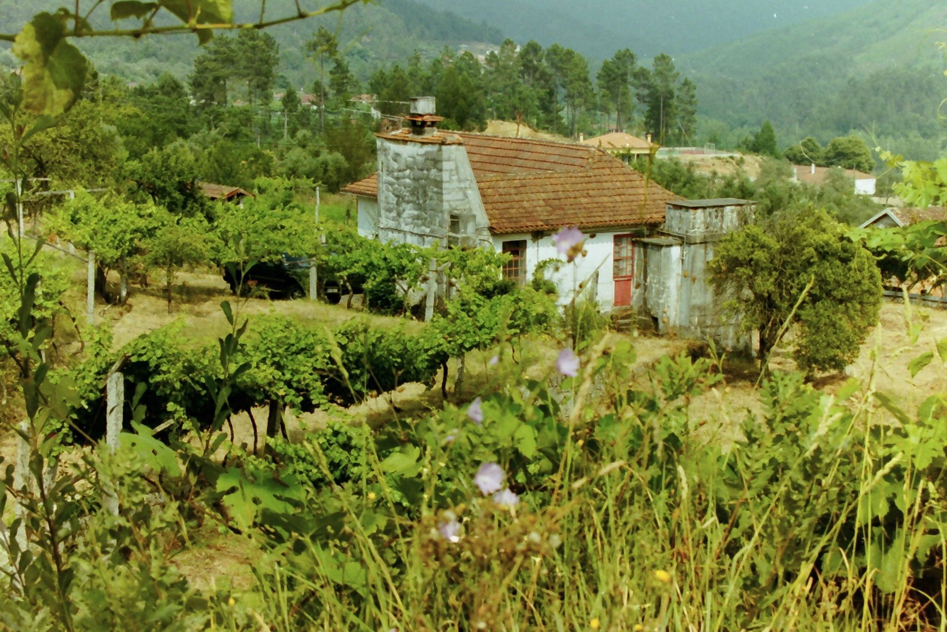 Uma casa no meio de um campo verdejante