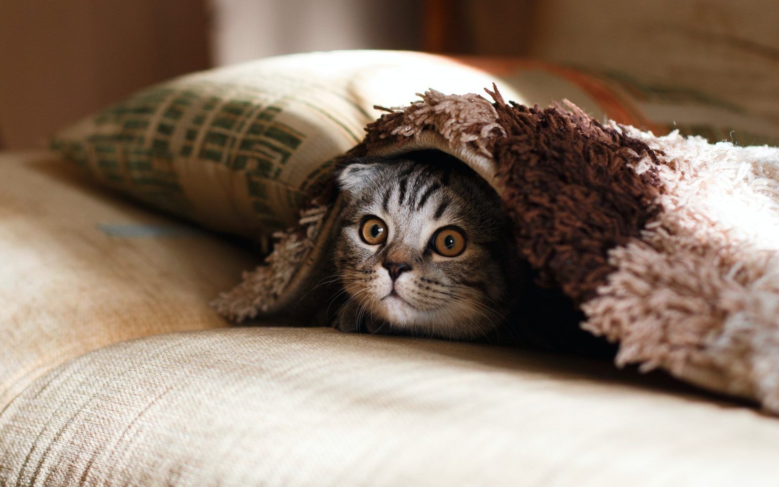 A grey tabby cat with folded ears peeks out from beneath a brown textured blanket on a soft, light-colored surface.