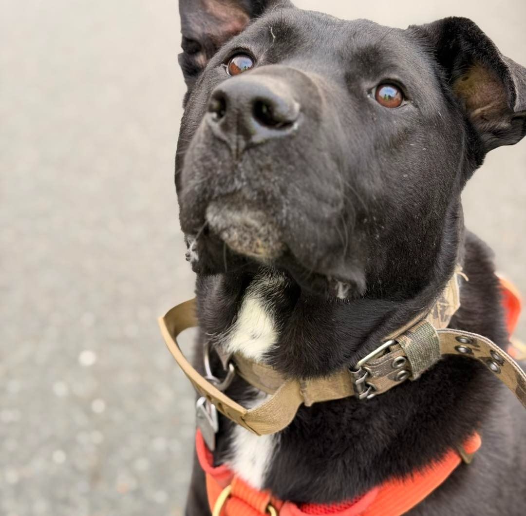 Black dog with a white chest patch looks up, wearing a tan collar and orange harness.