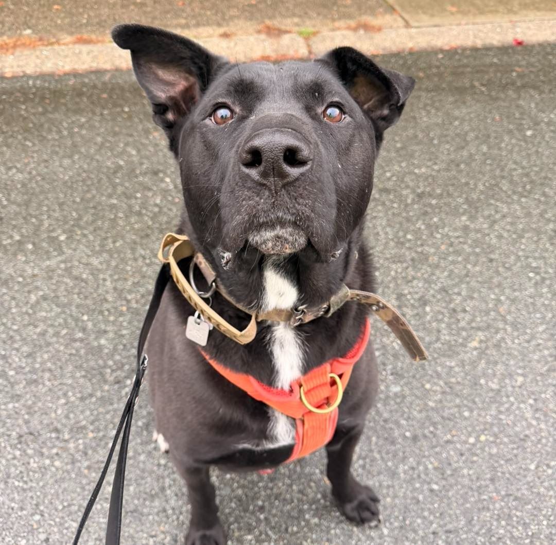 Black dog with floppy ears wearing an orange harness and looking up at the camera.