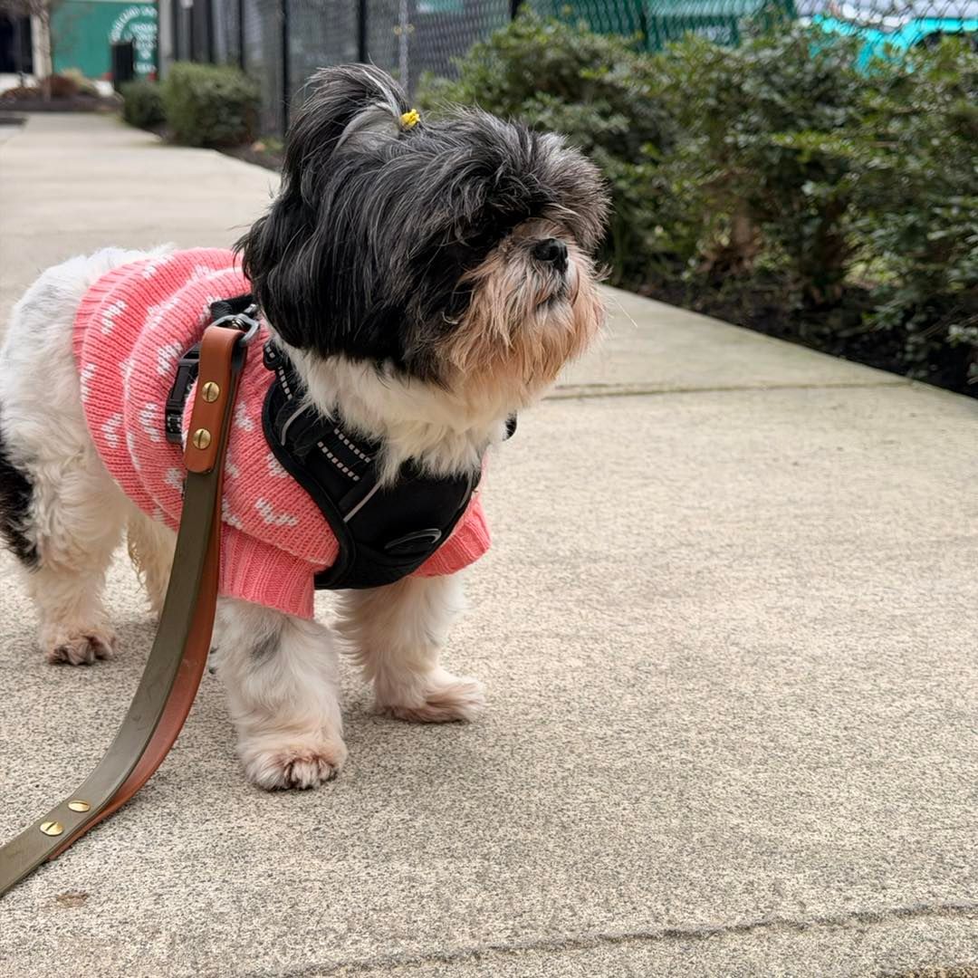 Shih Tzu dog in pink sweater and harness, on a leash, walking on a sidewalk.