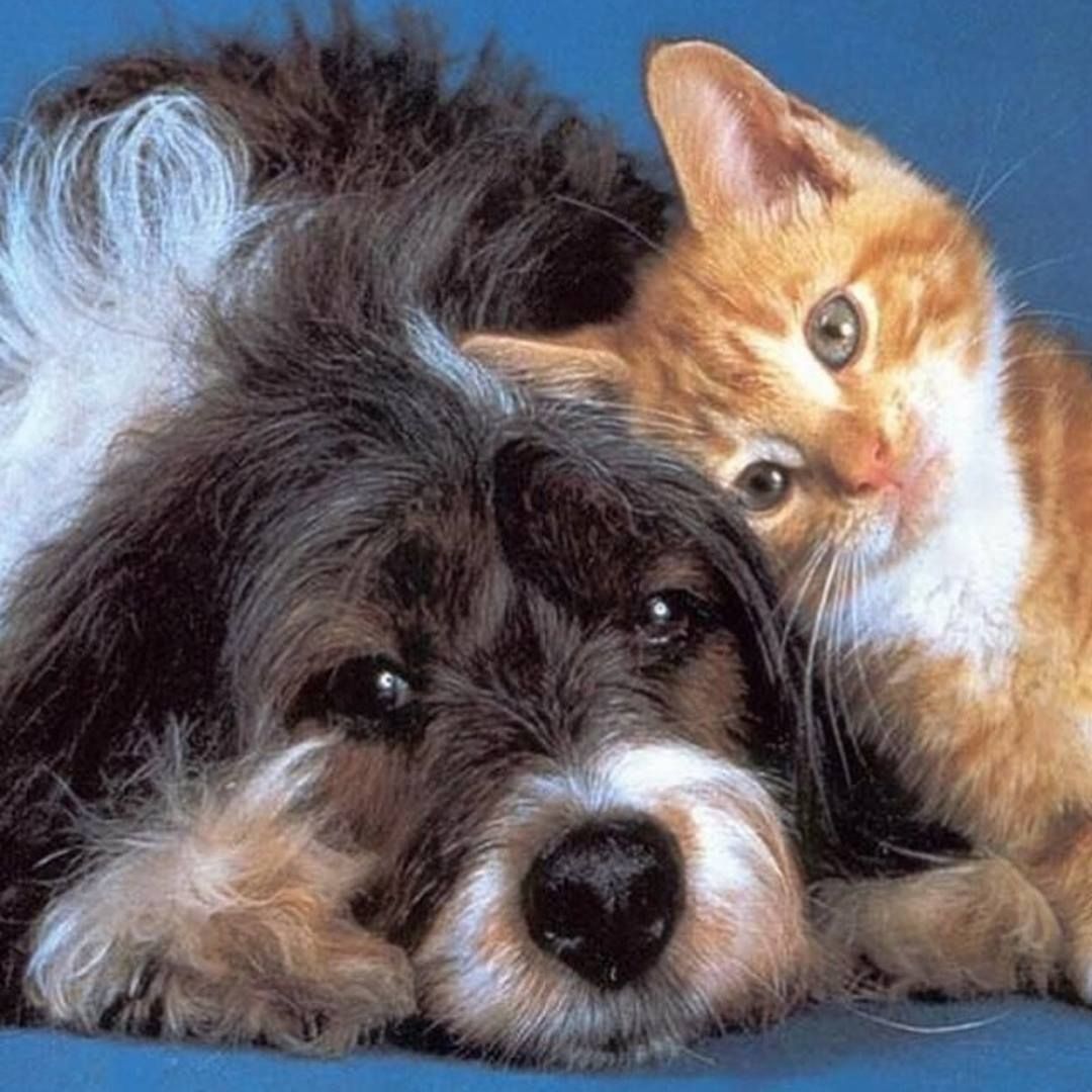 Dog and orange tabby cat cuddling close together.