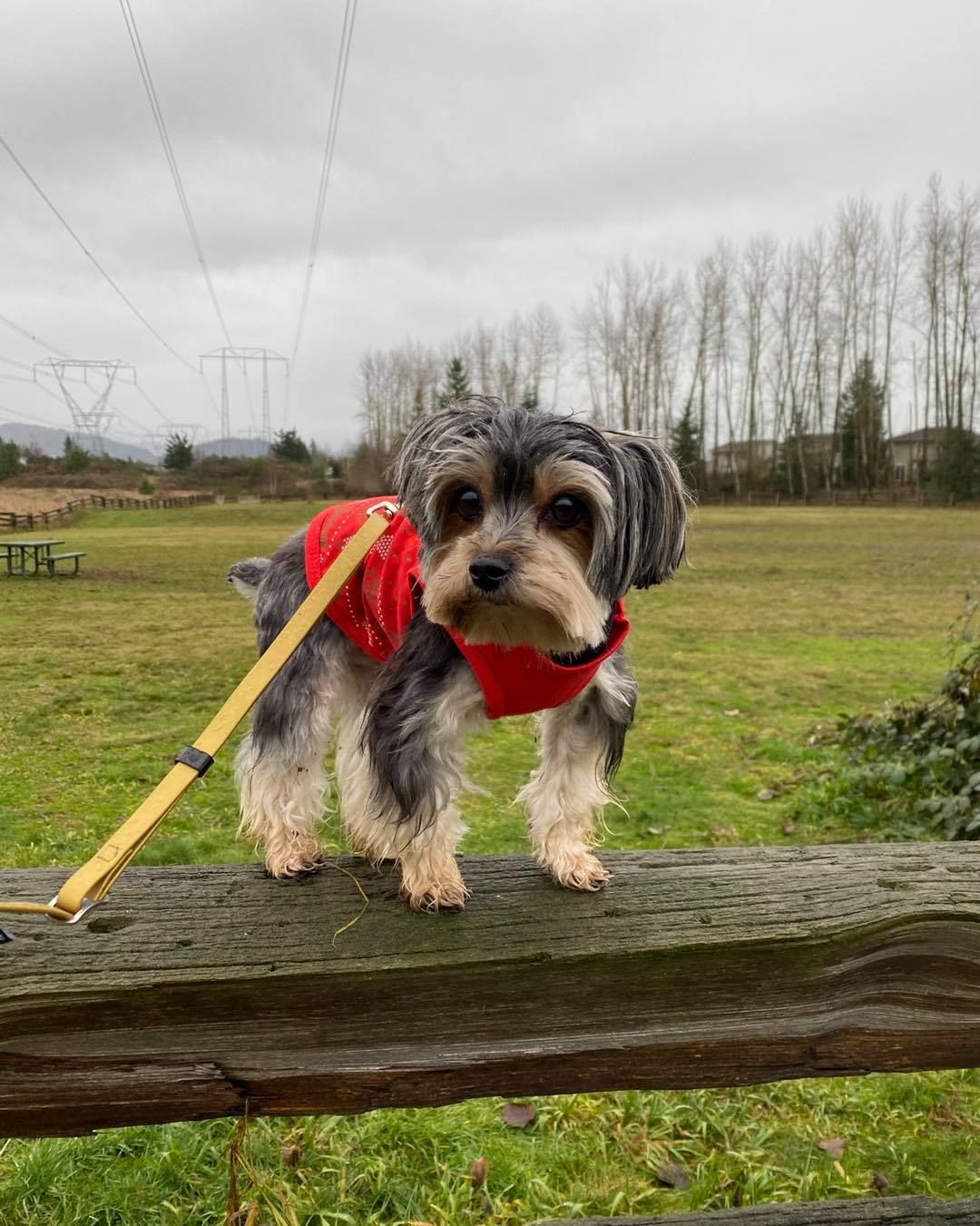 Small dog wearing red jacket standing on wooden fence outdoors.