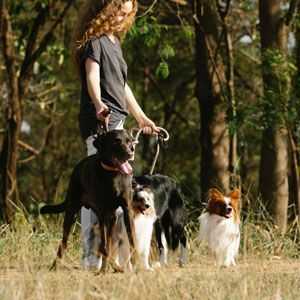 Woman walking three dogs in a grassy, wooded area; brown dog in front, two smaller dogs behind.