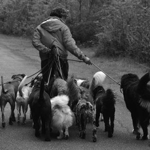 Person walking many dogs on leashes on a road, outdoors.