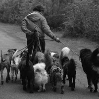 Person walking many dogs on leashes on a road, outdoors.