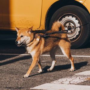 Shiba Inu dog on a leash, walking on a street, yellow car in the background.
