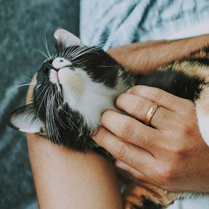 A cat with calico markings being gently held by a person.