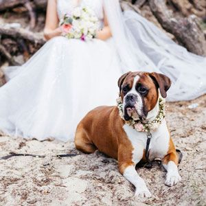 Boxer dog with floral collar reclines on sand, bride in white dress and veil in background.