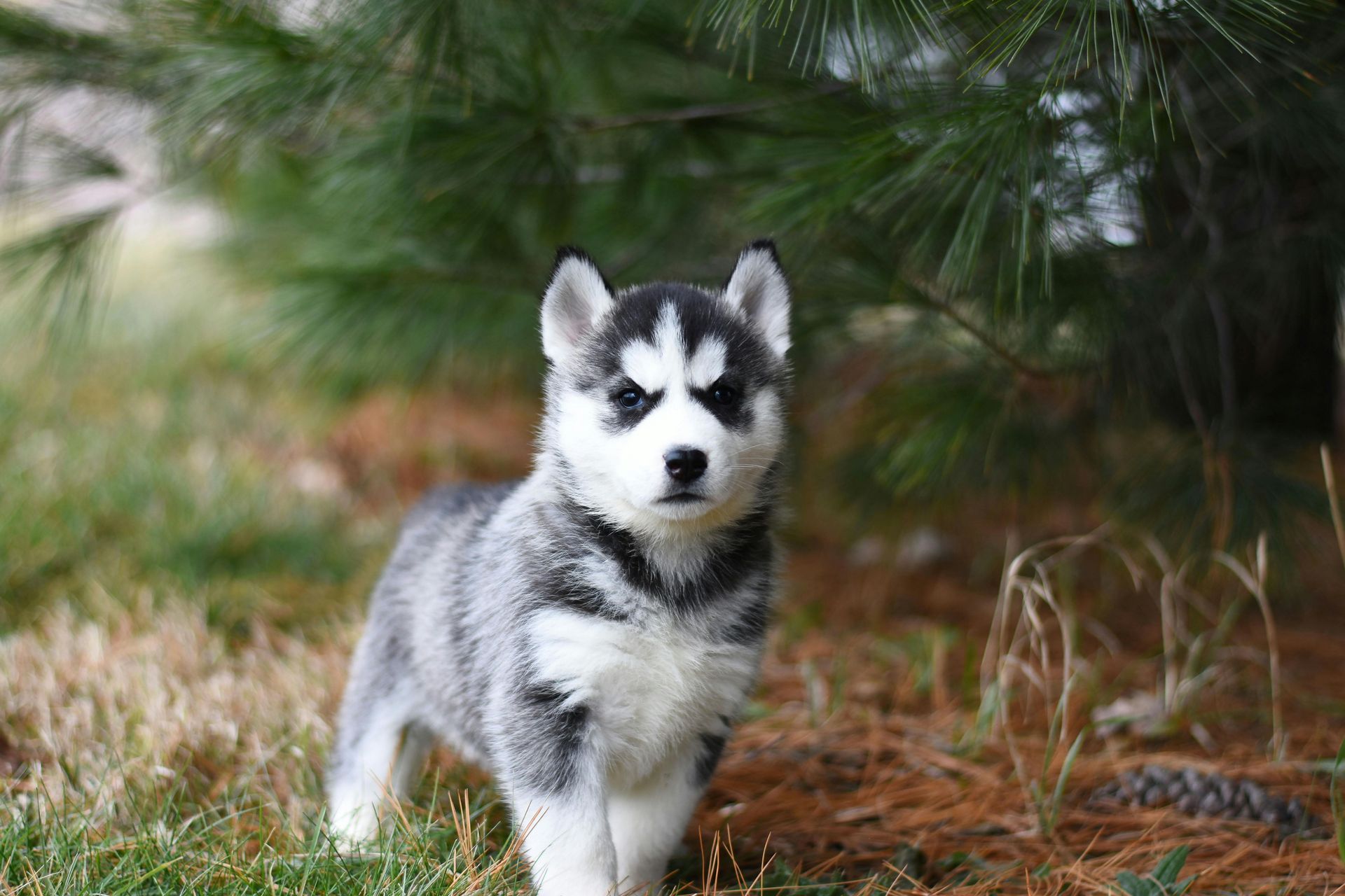 Husky puppy with black and white fur, standing in grass under a pine tree.