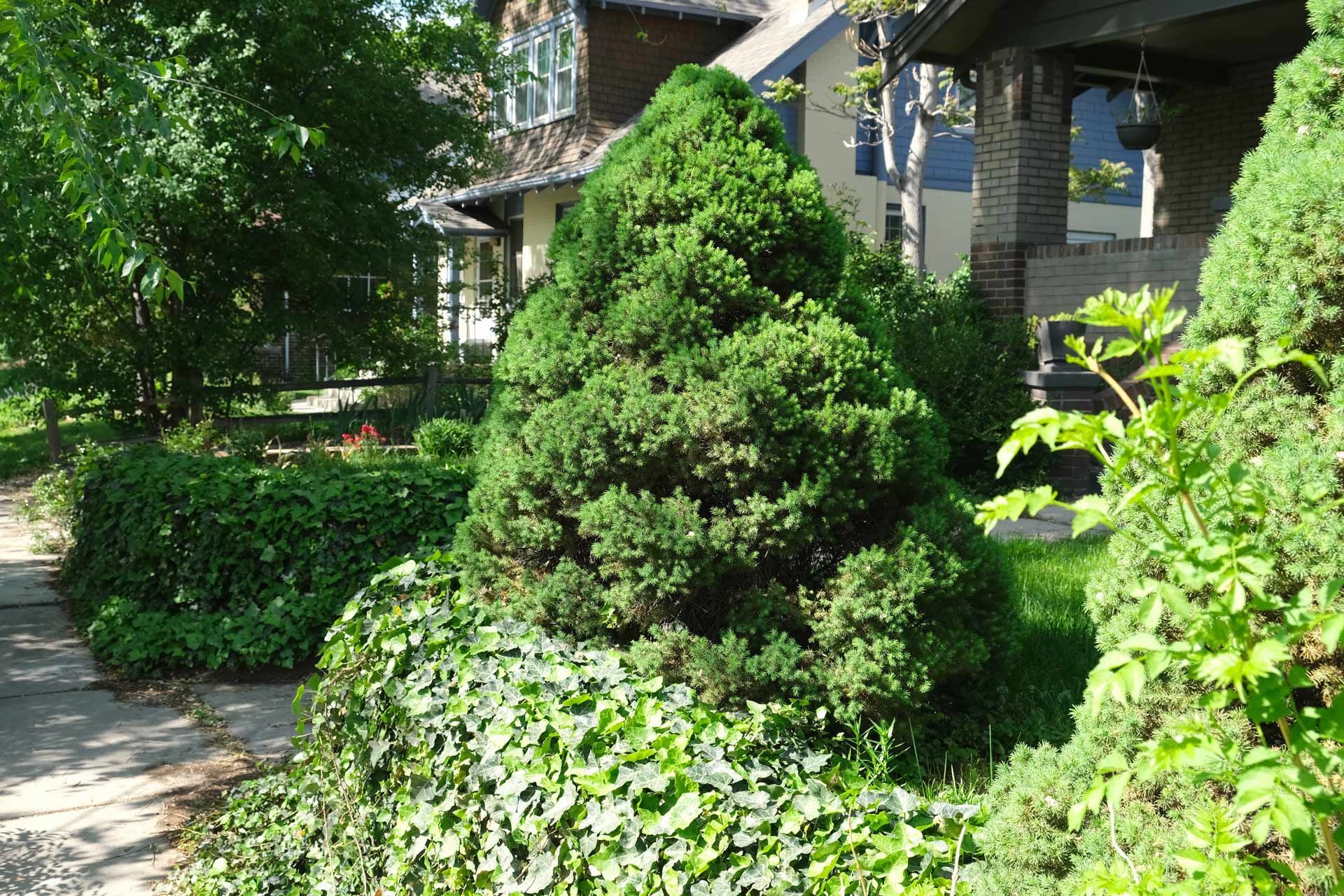 A cone-shaped evergreen bush sits in a garden bed in front of a house, surrounded by ivy and other green foliage.