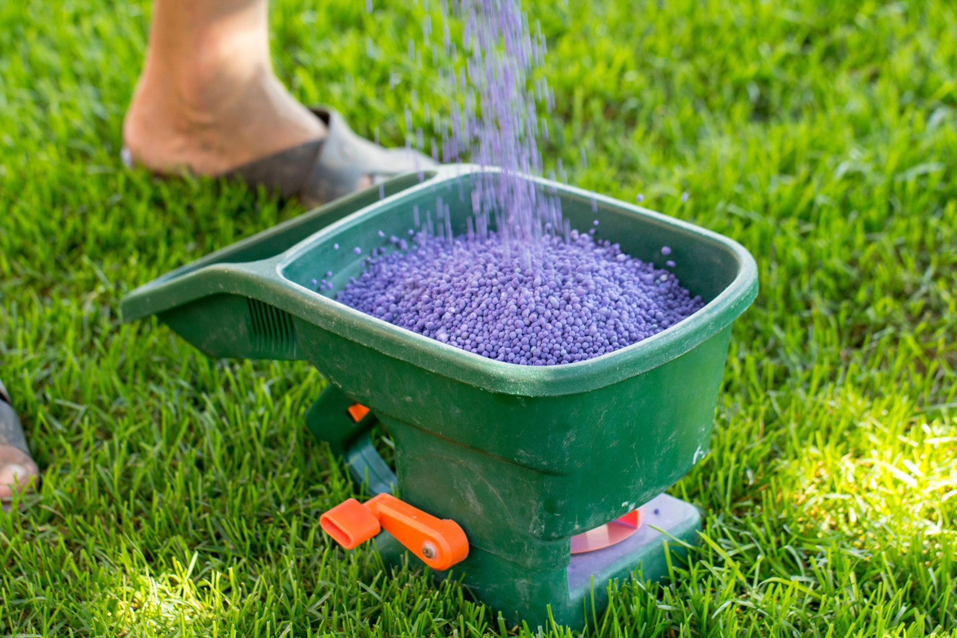 A person pours purple fertilizer pellets into a green hand-held lawn spreader while standing on a grassy lawn.