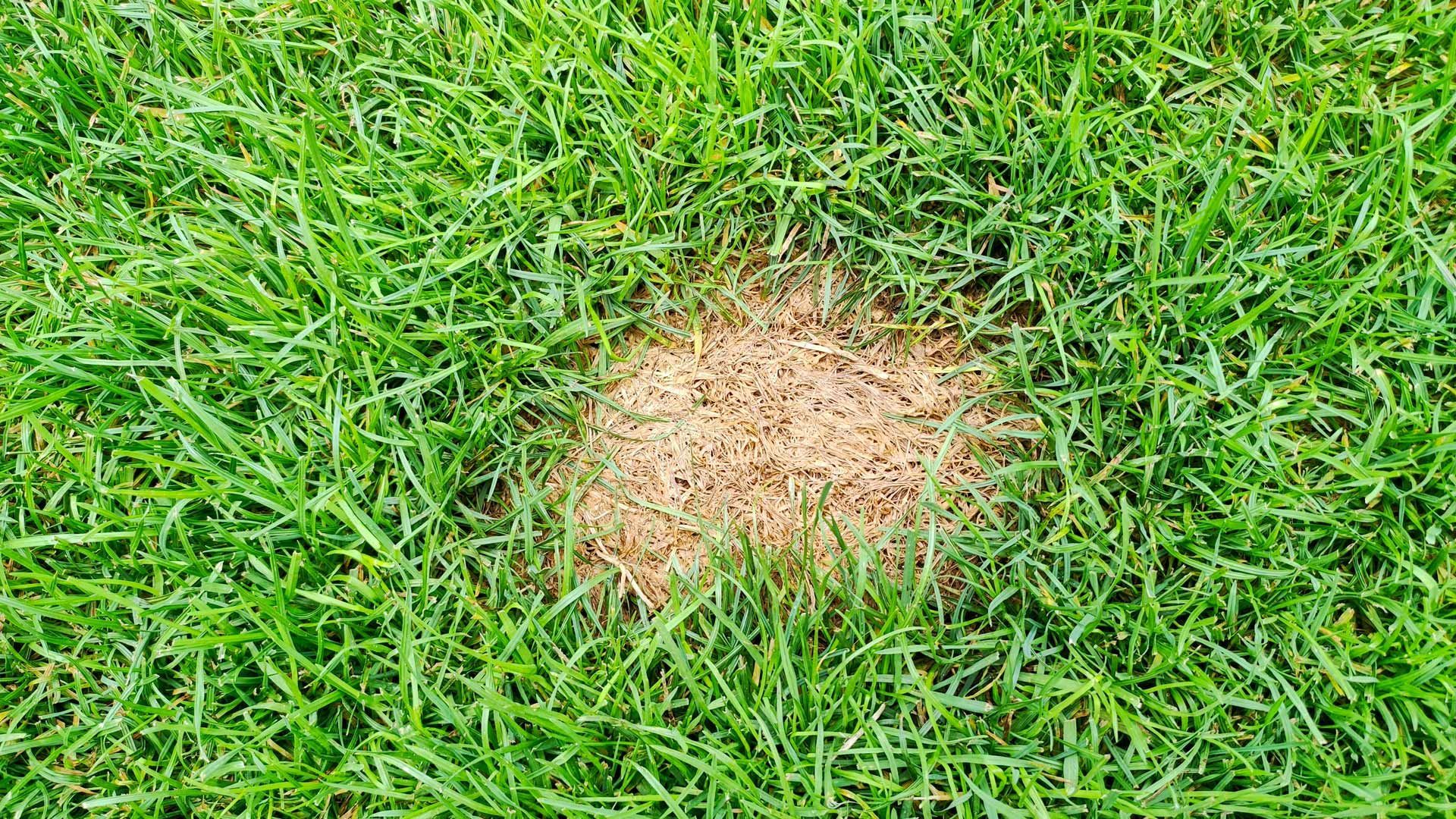 A patch of dead, dry, light brown grass surrounded by a ring of healthy green lawn.