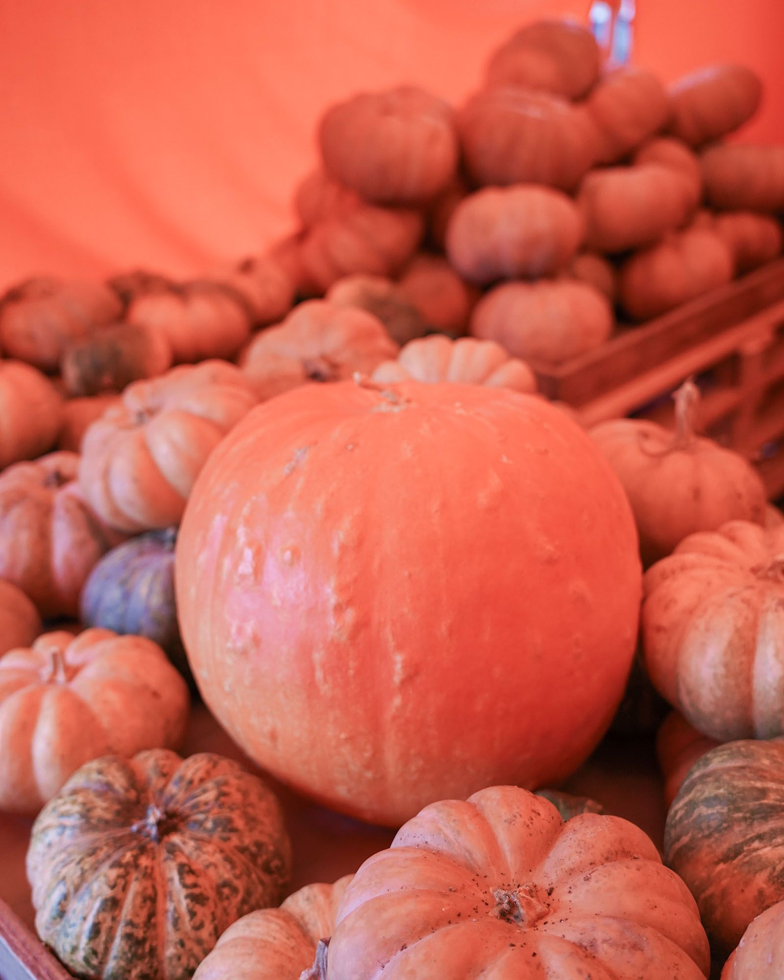 Mucchio di zucche di varie dimensioni, arancioni e verdi, sotto una tettoia arancione.