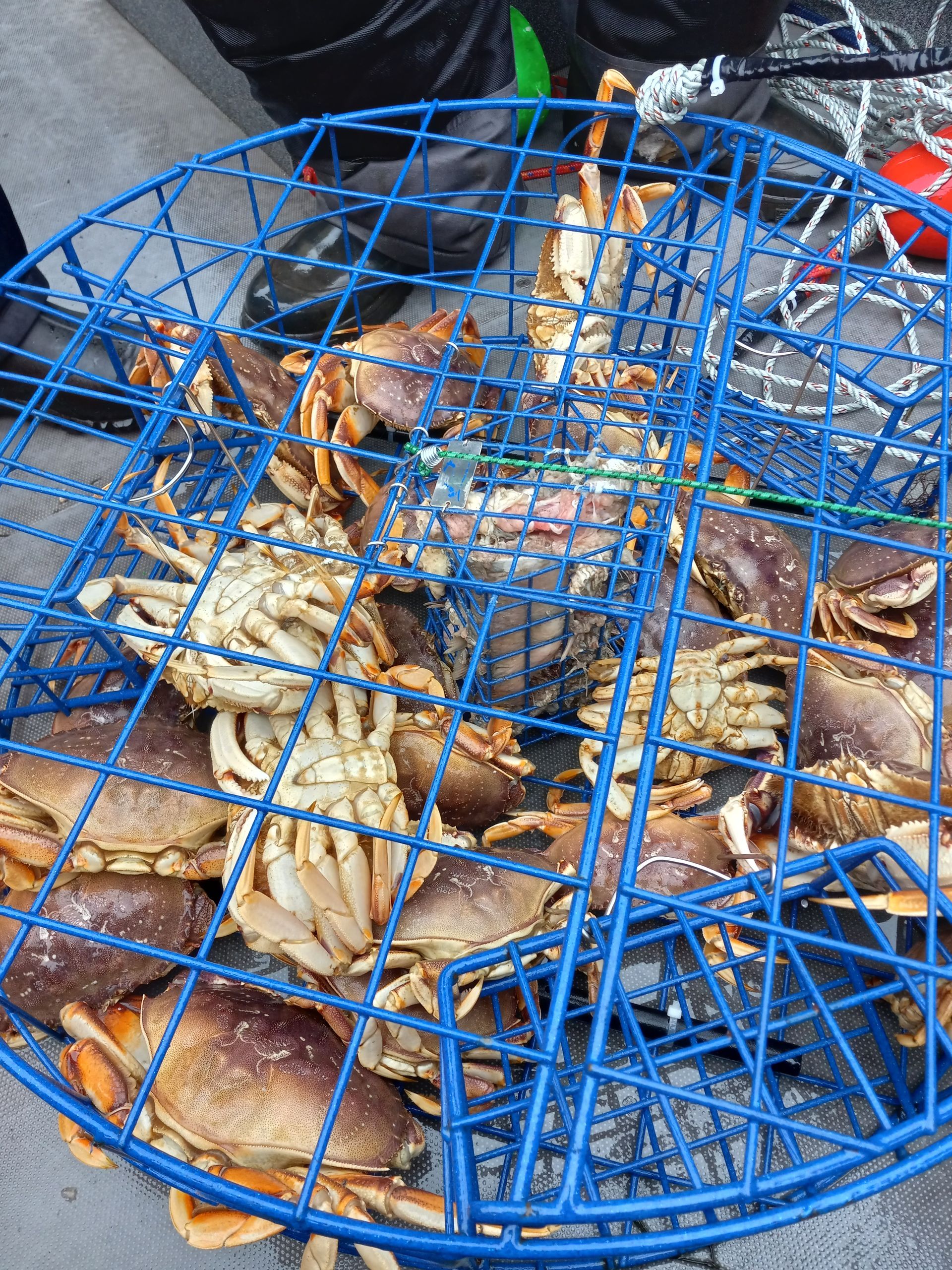 CRAB POT FULL OF KEEPERS