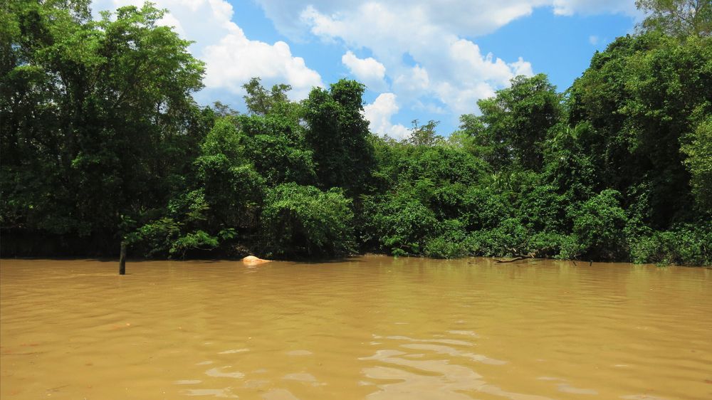 Expansive View of River in Tree-Filled Jungle Area in Humpty Doo — Coleman's Contracting & Earthmoving In Humpty Doo, NT