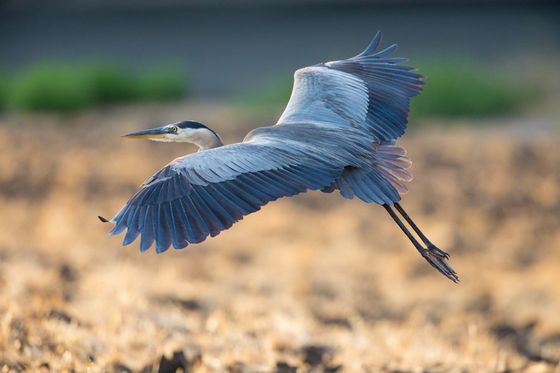 Great Blue Heron On Golden Pond — Monroe, LA — Bayou Desiard Title Company