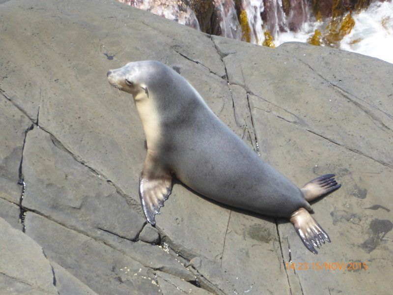 Foca su uno scoglio in Australia