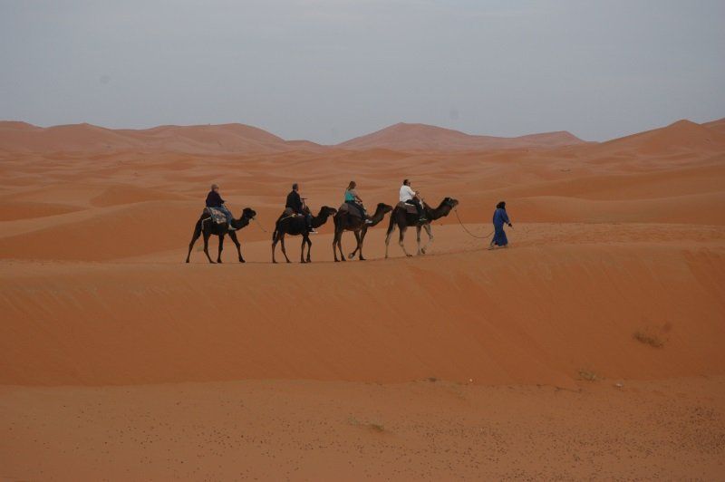 Quattro cammelli nel deserto in Marocco