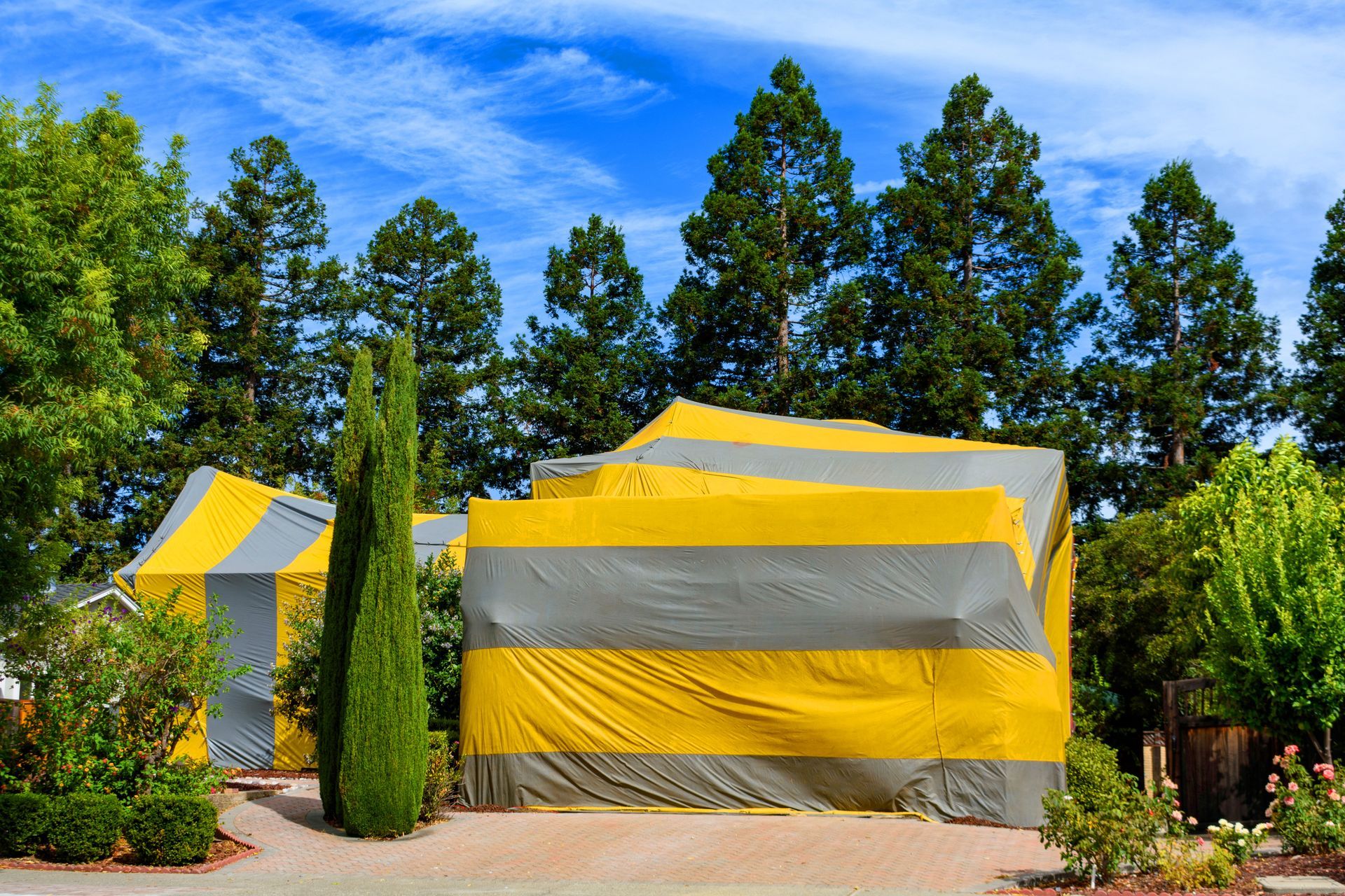 A large home draped in a yellow-striped tarp during tent fumigation, with trees in the background. A large home draped in a yellow-striped tarp during tent fumigation, with trees in the background.