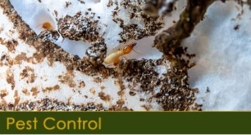 We Get Rid of Pests With Pest Control Services For St. Petersburg, FL