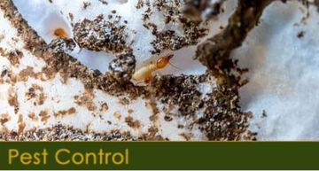 We Get Rid of Pests With Pest Control Services For St. Petersburg, FL