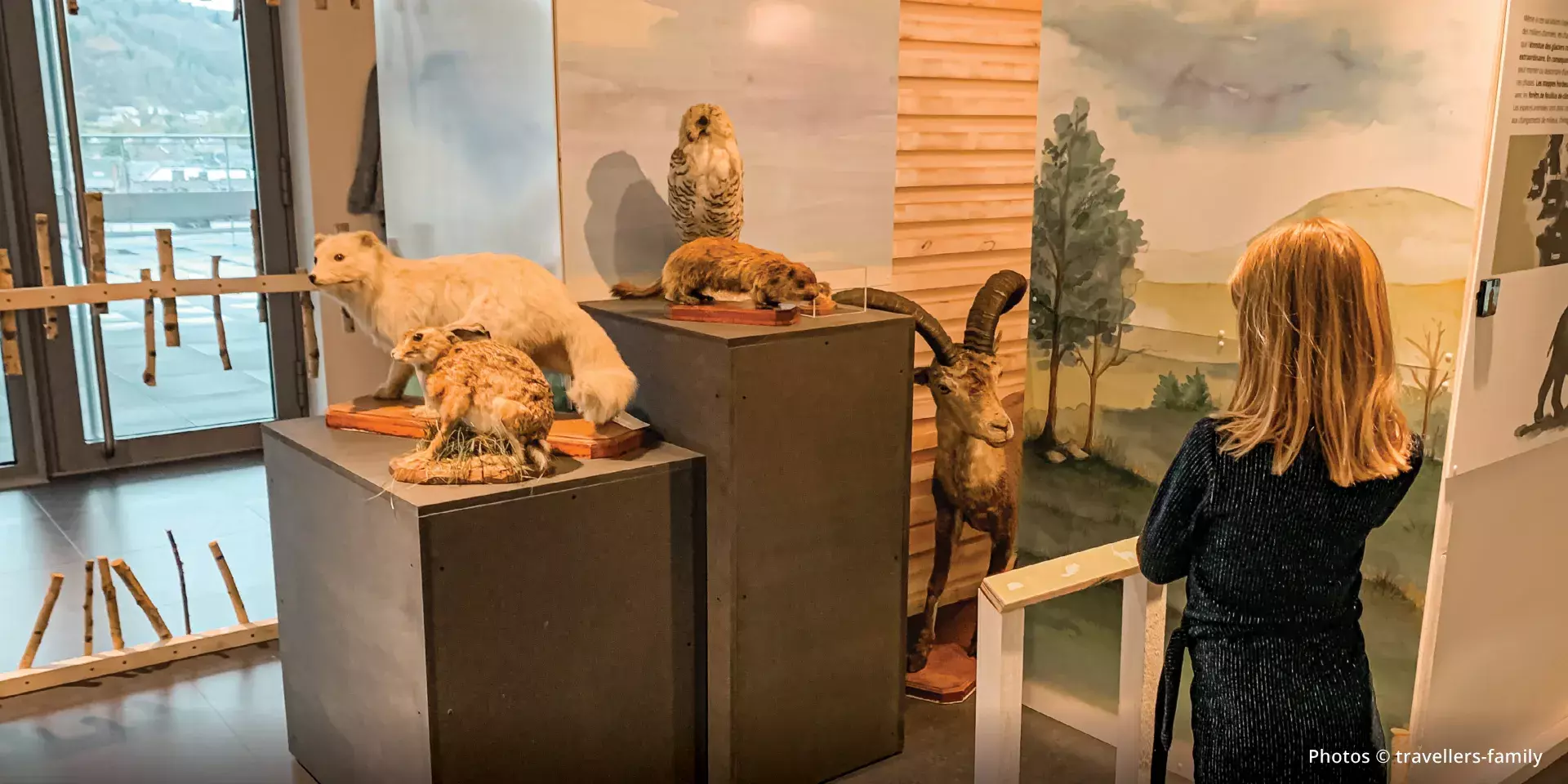 Un enfant observe de petits animaux empaillés, comme une chouette et un lièvre.