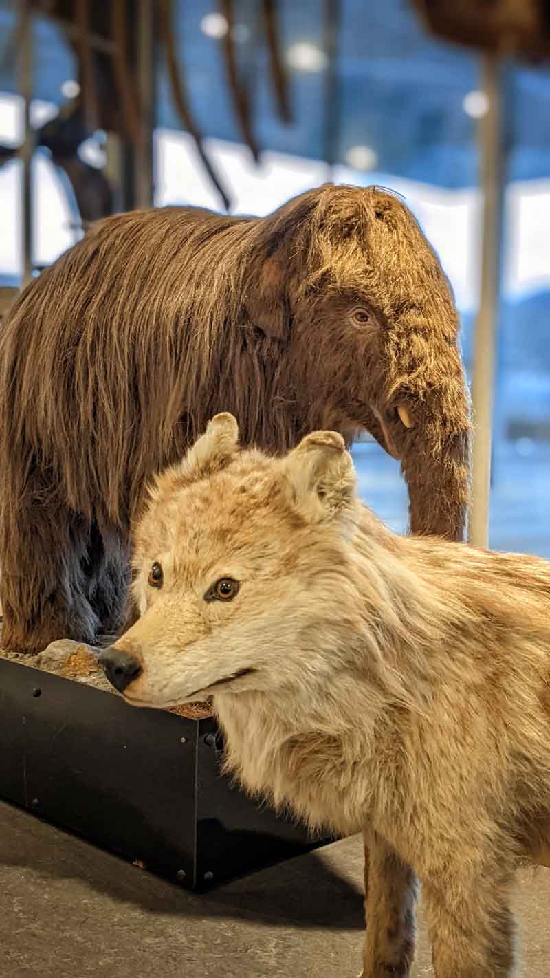 Un loup empaillé et une réplique géante de mammouth.
