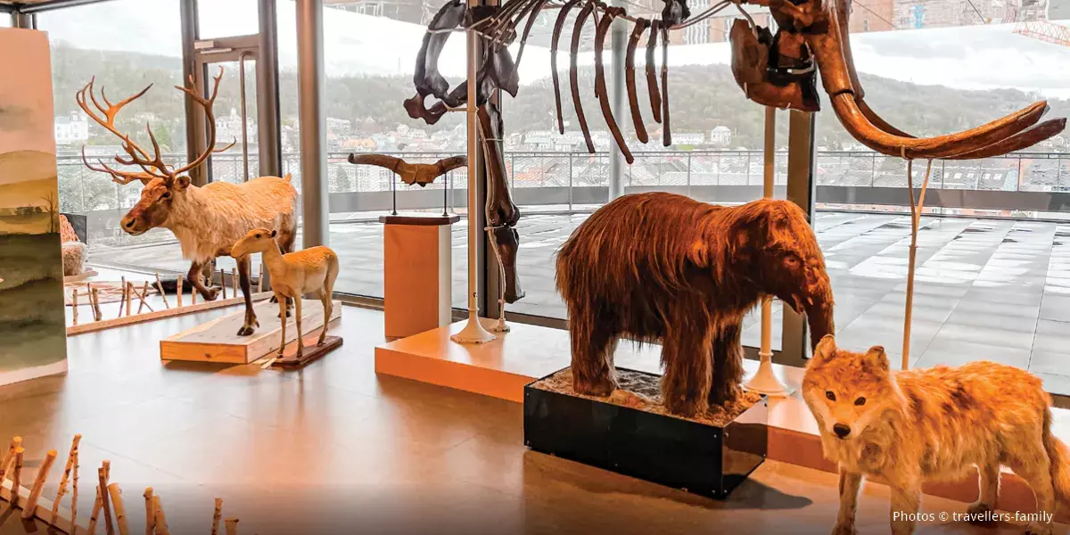 Une salle avec des animaux empaillés et un squelette de mammouth.