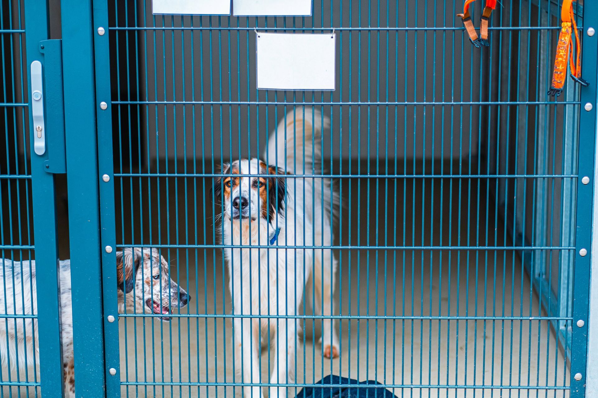 Two dogs in a kennel looking at the viewer. One white and brown, one spotted. Two dogs in a kennel looking at the viewer. One white and brown, one spotted.